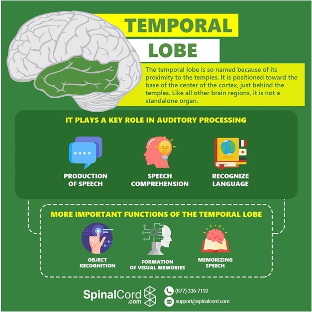 Temporal Lobe Function Location And Structure 8090